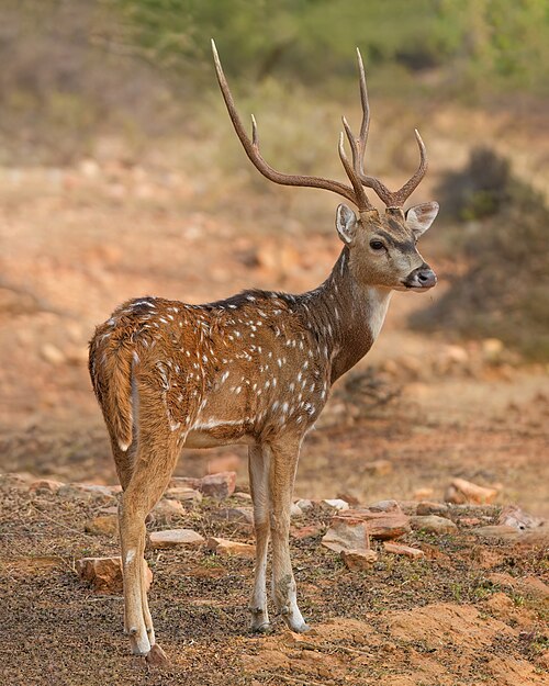 Spotted deer